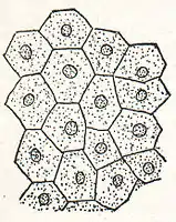 NSRW Frog Epidermis Cells.jpg