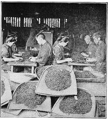 NSRW Selecting Tea Leaves.jpg