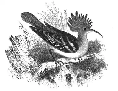 Hoopoe