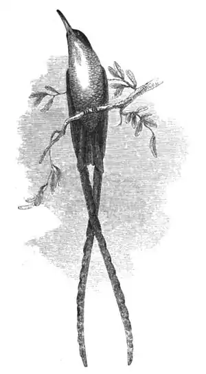 Long-tailed Humming-bird