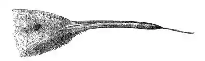 Head of Lampornis porphyrurus