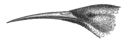 Head of Nectarinia famosa