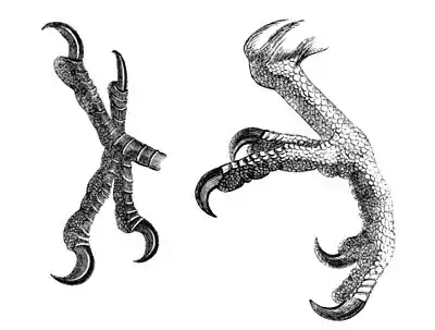 Foot of Parrot and of Woodpecker