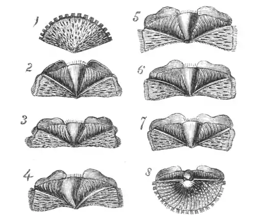 "Shell plates of chiton"