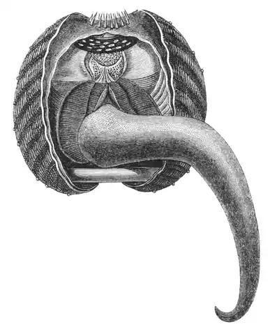 Natural History - Mollusca - Cockle leaping.png