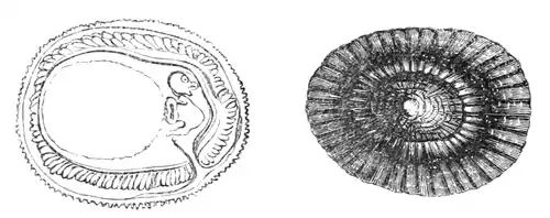 Natural History - Mollusca - Common Limpet.png