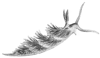 Natural History - Mollusca - Crowned Eolis.png