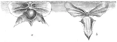 Natural History - Mollusca - Glass shells.png