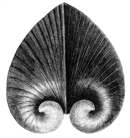 Natural History - Mollusca - Heart-shell.png