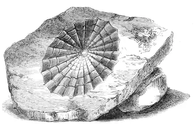 Natural History - Mollusca - Limpet.png