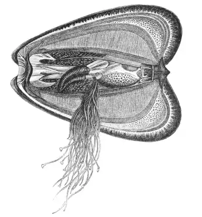 Natural History - Mollusca - Mussel.png