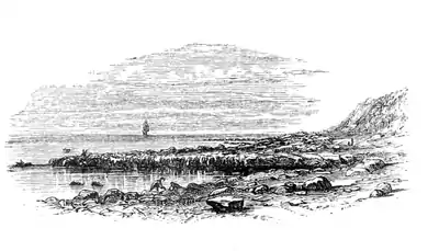 Natural History - Mollusca - Page 126.png