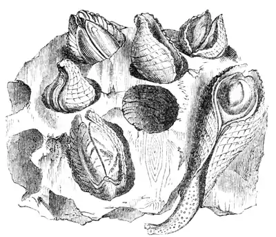 Natural History - Mollusca - Pholas.png