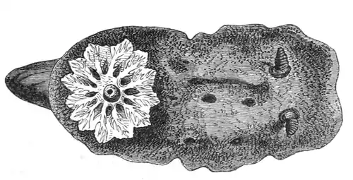 Natural History - Mollusca - Sea Lemon.png