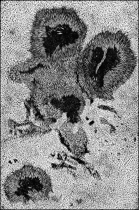 PSM V01 D162 Solar spots.jpg