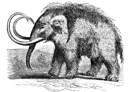 PSM V01 D219 Mammoth.jpg