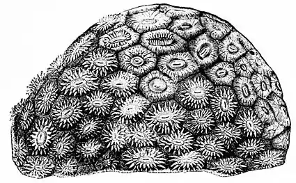 PSM V01 D273 Coral.jpg