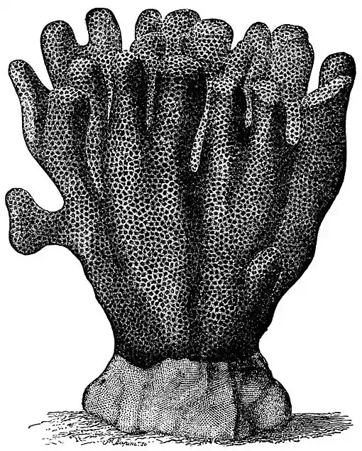 PSM V01 D275 Porites.jpg