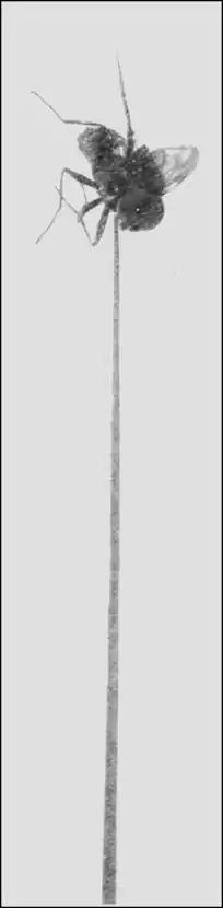 image of fly pierced on the sharp end of a grass