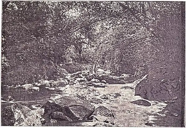 Picturesque Dunedin p113.jpg