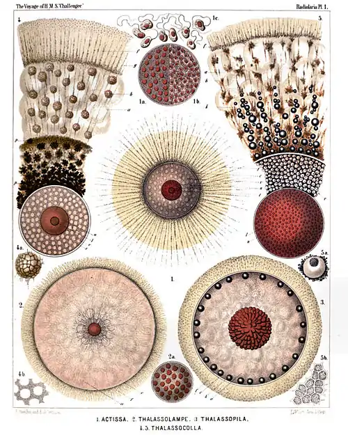 Plate 1.