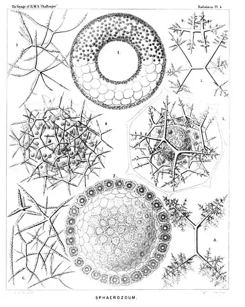 Plate 4.