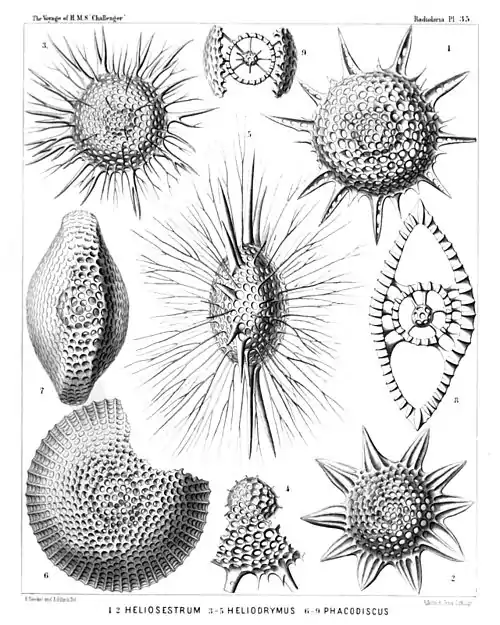 Plate 35.