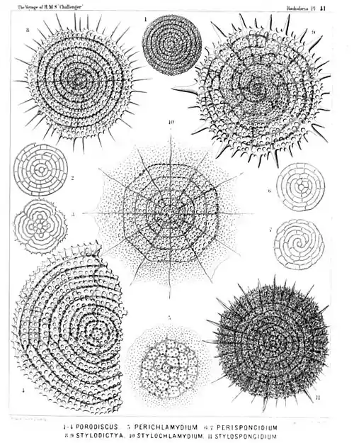 Plate 41.