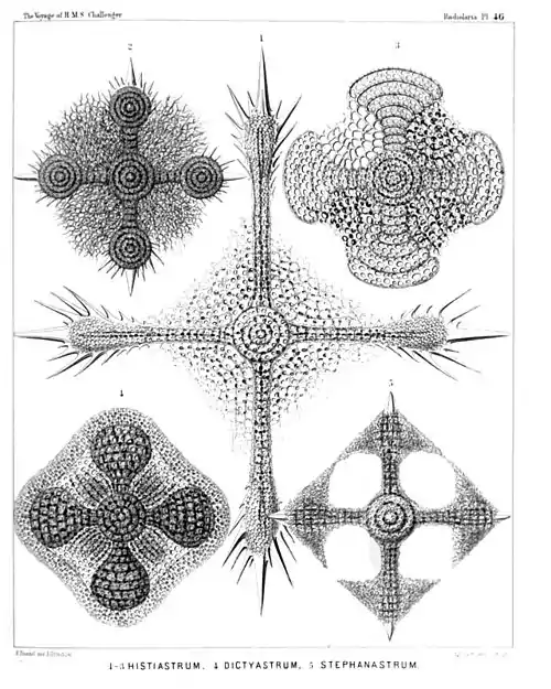 Plate 46.
