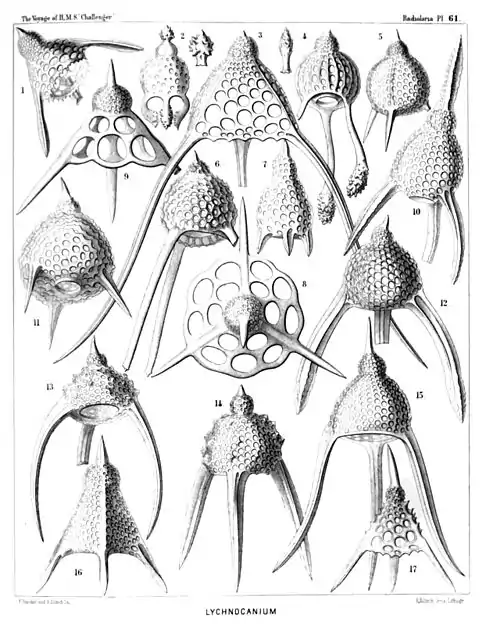 Plate 61.
