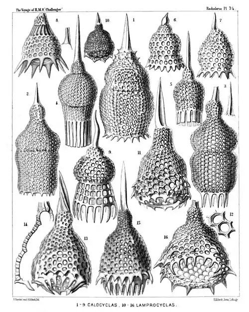 Plate 74.