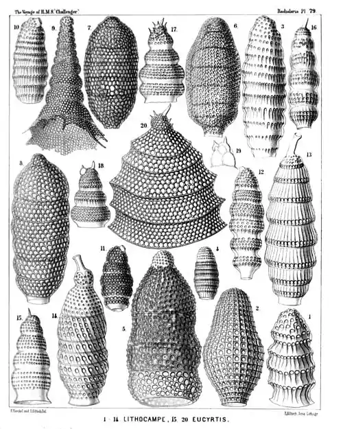 Plate 79.