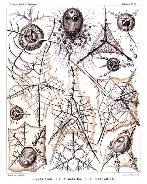Plate 91.
