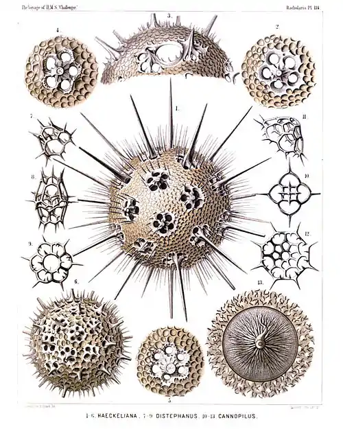 Plate 114.
