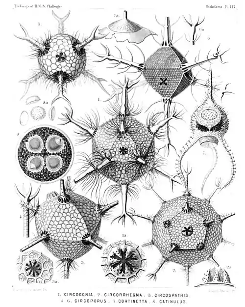 Plate 116.