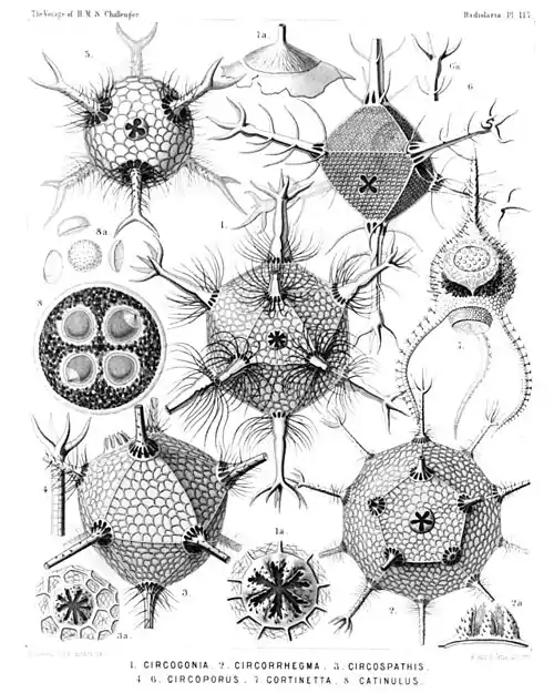 Plate 117.