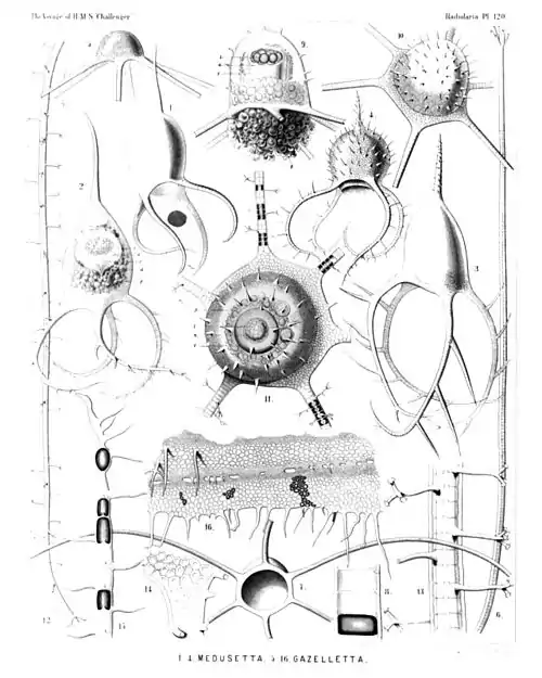 Plate 120.