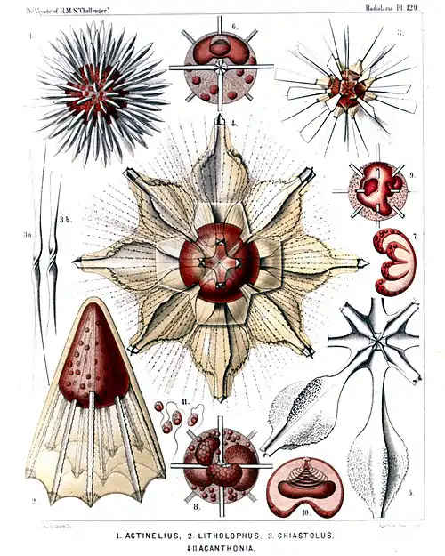 Plate 129.