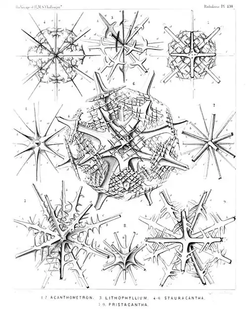 Plate 130.