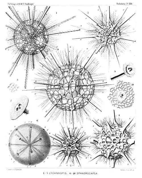 Plate 135.