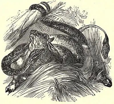 SFR b+w - boa constrictor.jpg