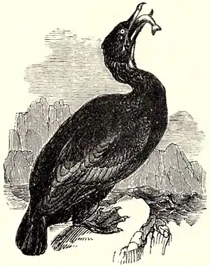 SFR b+w - cormorant.jpg