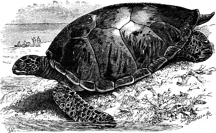 SFR b+w - green turtle.jpg