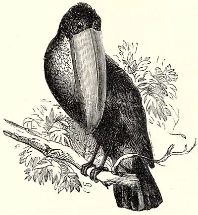 SFR b+w - toucans.jpg