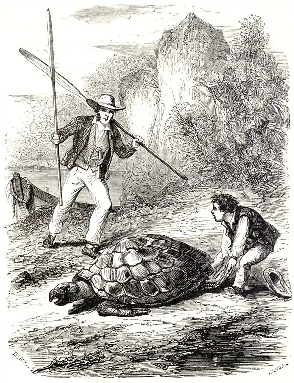 SFR b+w - turtle turning.jpg