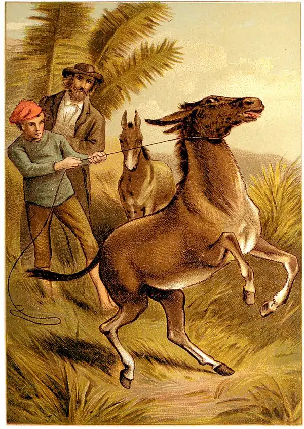 SFR color - onager.jpg