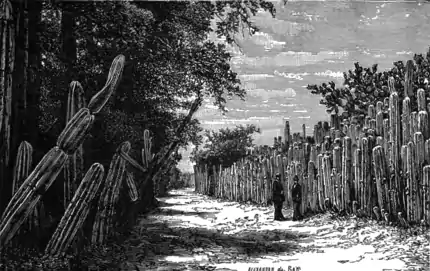 TSOM D117 Organ cactus.png