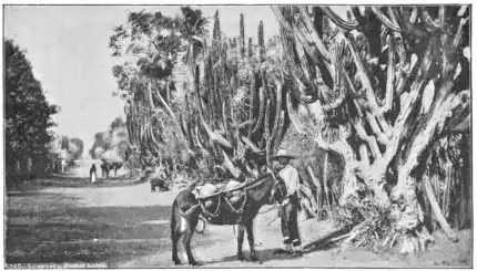 TSOM D271 Cactus hedge.png