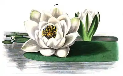 TheRomanceOfNature 0171.jpg