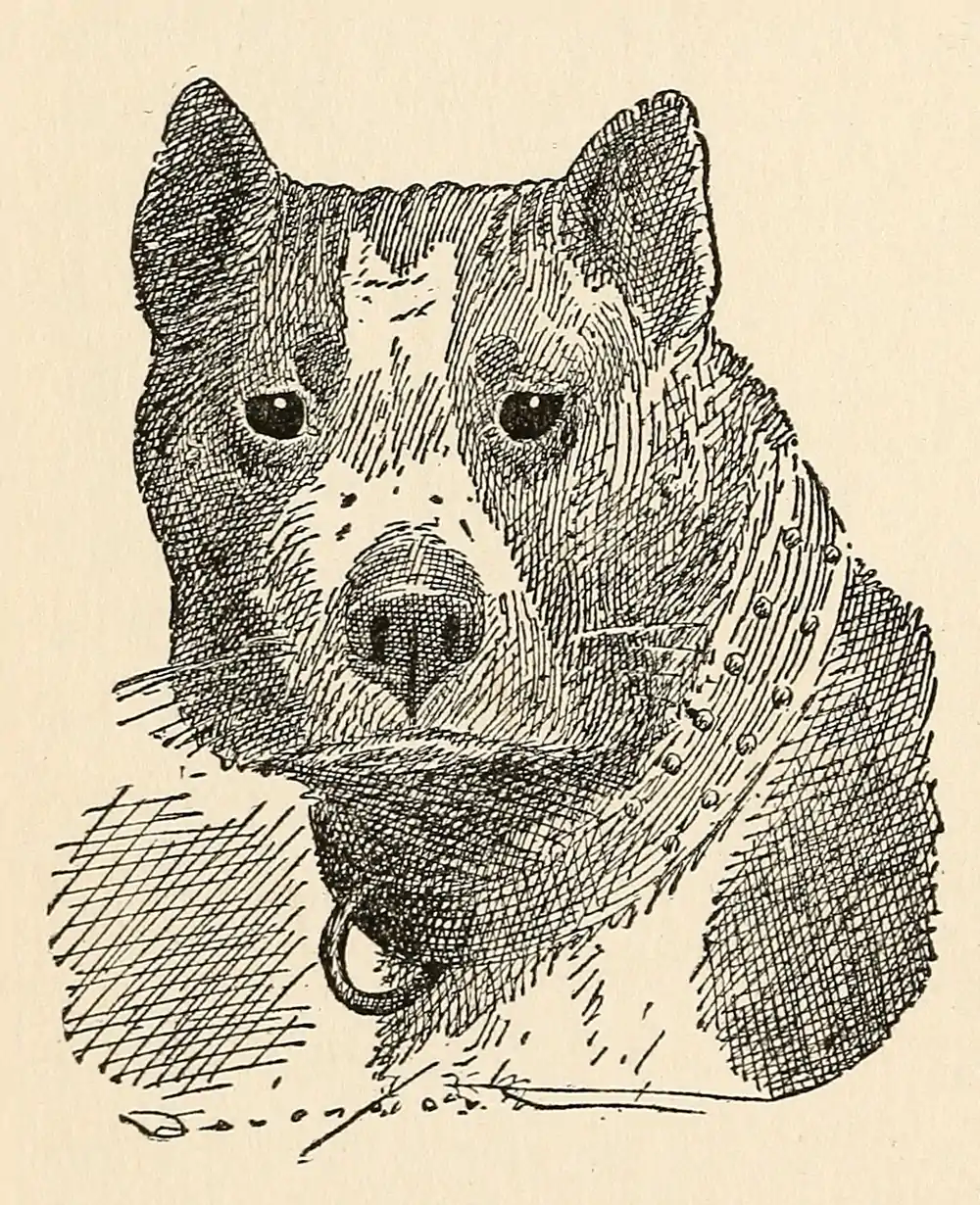 The Country Boy 70.png